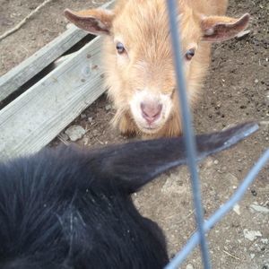 Meet your Posher, Autumn